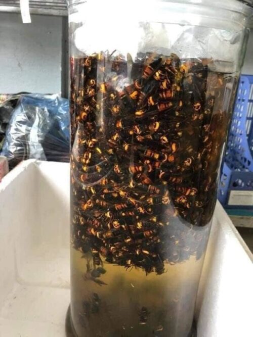 Những bài thuốc ngâm rượu nổi tiếng 