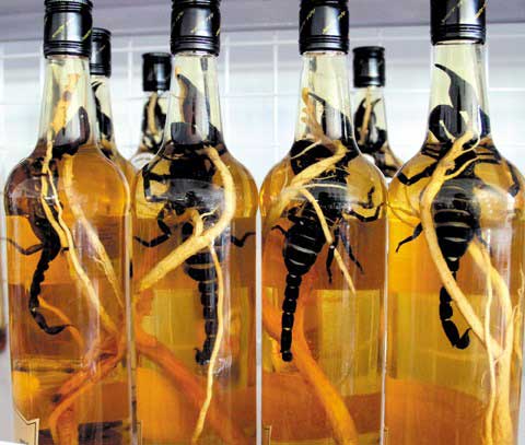 Các loại động vật ngâm rượu – Khám phá bí quyết đông y truyền thống