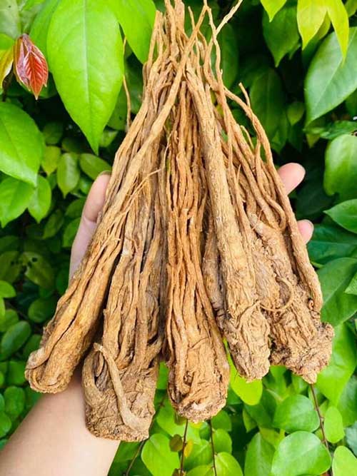 Tác Hại Của Đương Quy