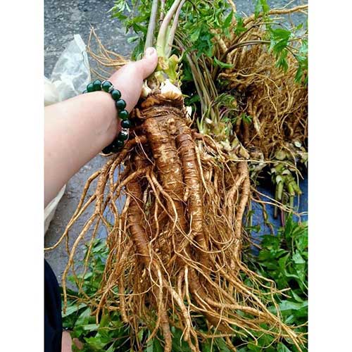 Lá Sâm Đương Quy Có Ngâm Rượu Được Không? Câu Trả Lời Từ Góc Nhìn Dược Liệu