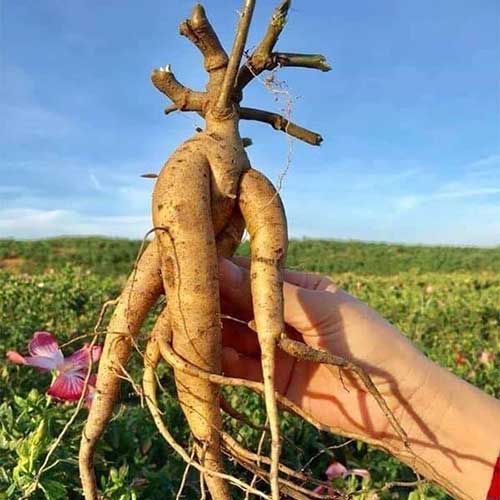 Cách Sử Dụng Sâm Bố Chính Đúng Cách