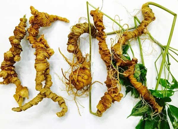 Những Người Không Nên Dùng Sâm Ngọc Linh