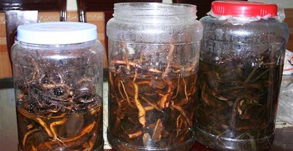 Có Nên Ngâm Rượu Bằng Bình Nhựa Không
