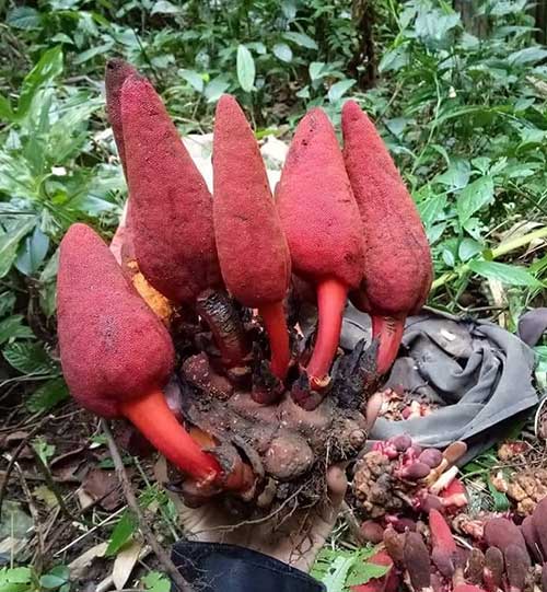 1kg nấm ngọc cẩu khô ngâm bao nhiêu lít rượu