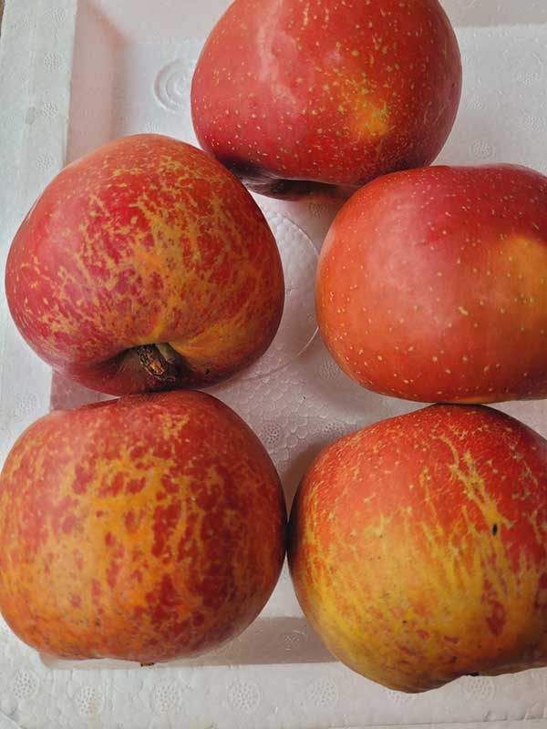 Cách ngâm rượu táo mật đúng chuẩn – Thơm ngọt, dễ uống, tốt cho sức khỏe