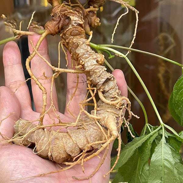 Cách ngâm rượu sâm Ngọc Linh