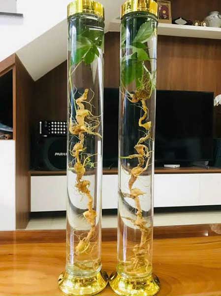 Những sai lầm thường gặp khi ngâm rượu tại nhà